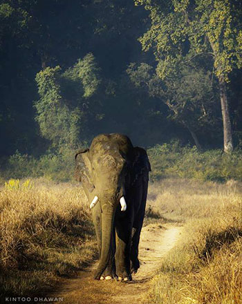 asian_adventures_conservation_goal_for asian_elephant_corridors_wildlife_holidays_in_india_with_us