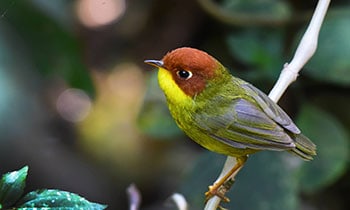 birdwatching_india_tours_in_the_himalayas_give_you_great_species_such_as_chestnut-headed_tesia