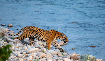 tiger_safari_in_india_is_best_conducted_in_corbett_national_park_and_tiger_parks_of_central_india